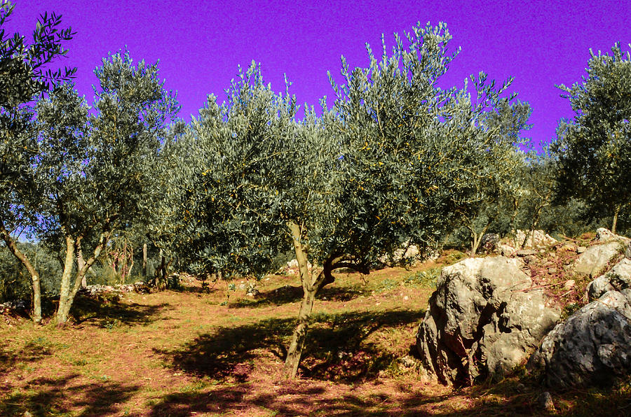 Olive Tree Field Photograph by Dany Lison