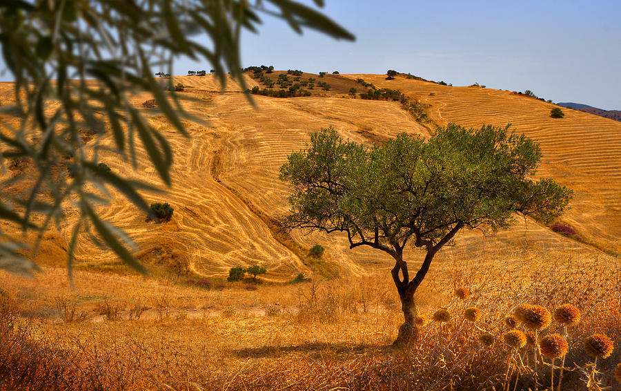 Tree Photograph - Olive Tree Field by Mal Bray