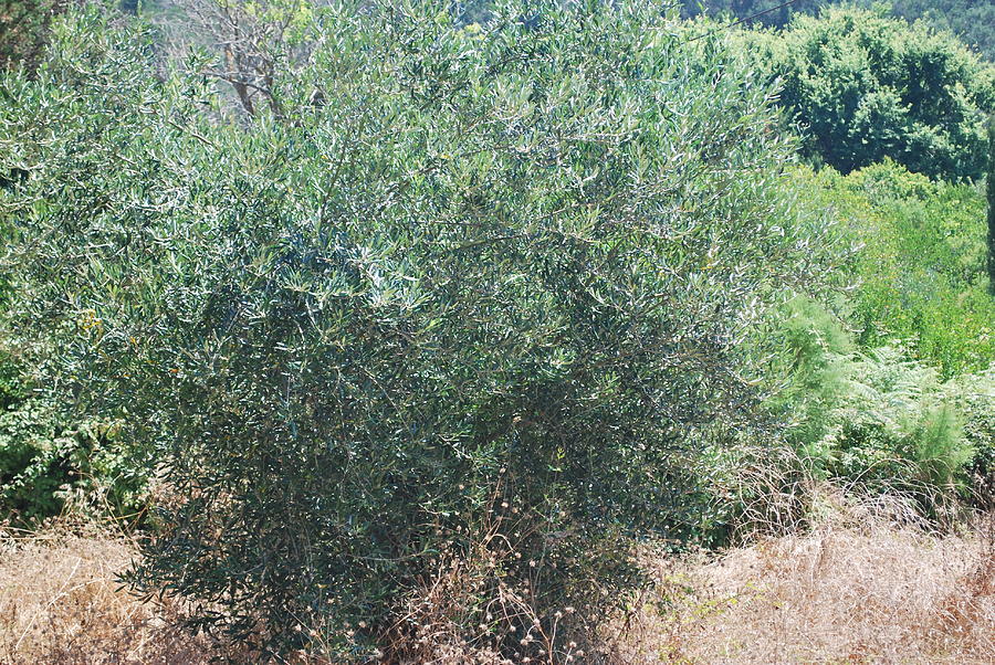 Olive Tree Photograph by George Katechis