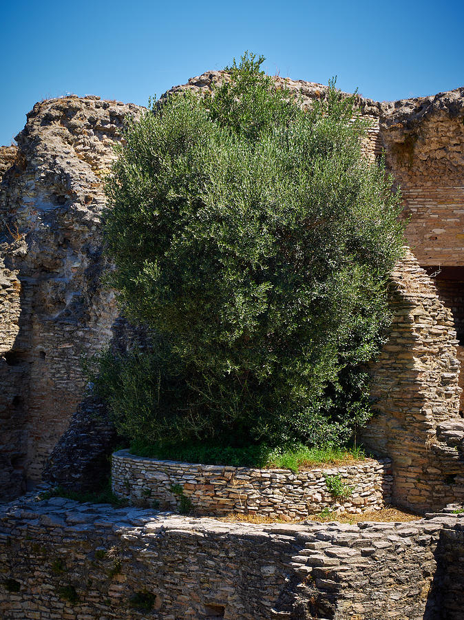 Italia Photograph - Olive tree. Grotte di Catullo at Sirmione. Lago di Garda by Jouko Lehto