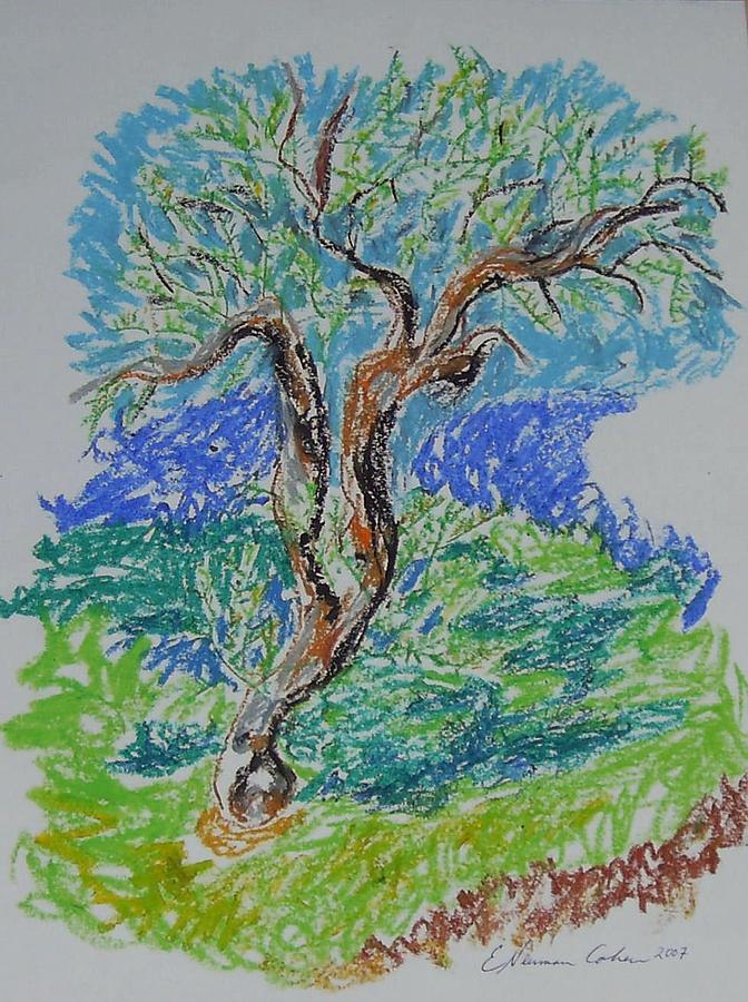 Olive Tree in Fall Drawing by Esther Newman-Cohen