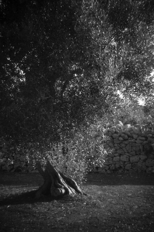 Black And White Photograph - Olive Tree In Italy by Chuck Baker