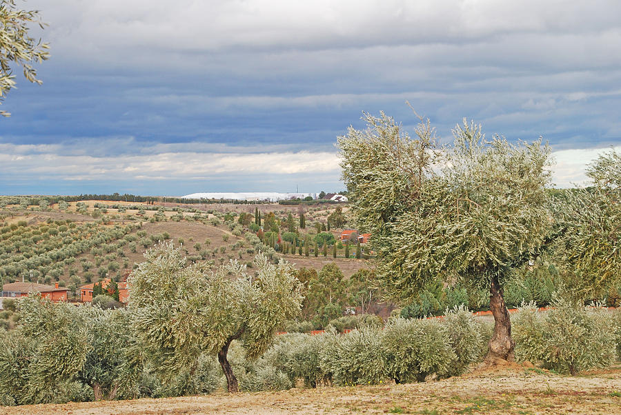 Olive Tree Landscape Photograph by Ankya Klay