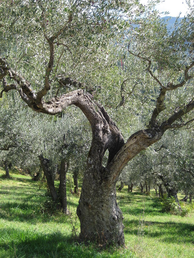 Olive Tree Photograph by Linda L  Brobeck