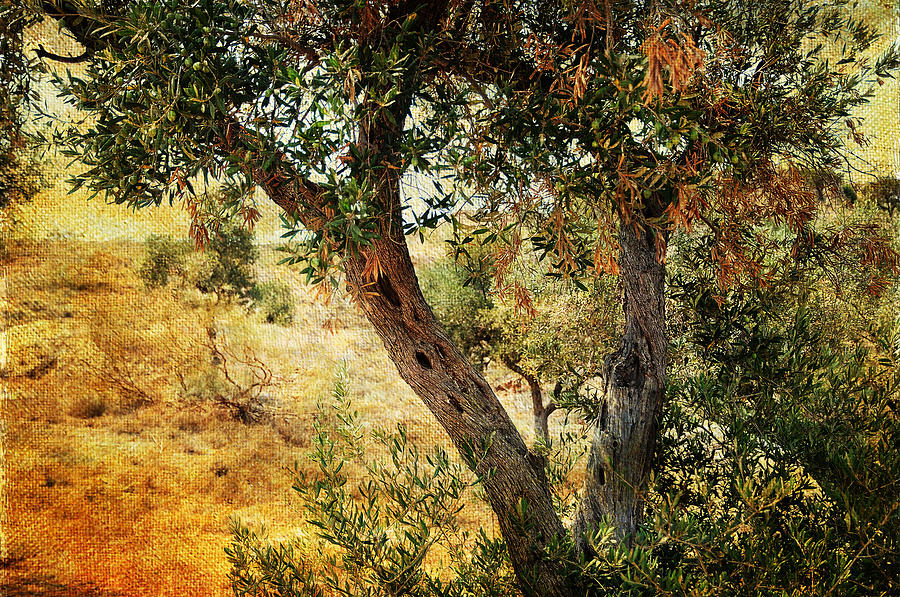 Nature Photograph - Olive Tree on the Malaga Hills 4 by Jenny Rainbow