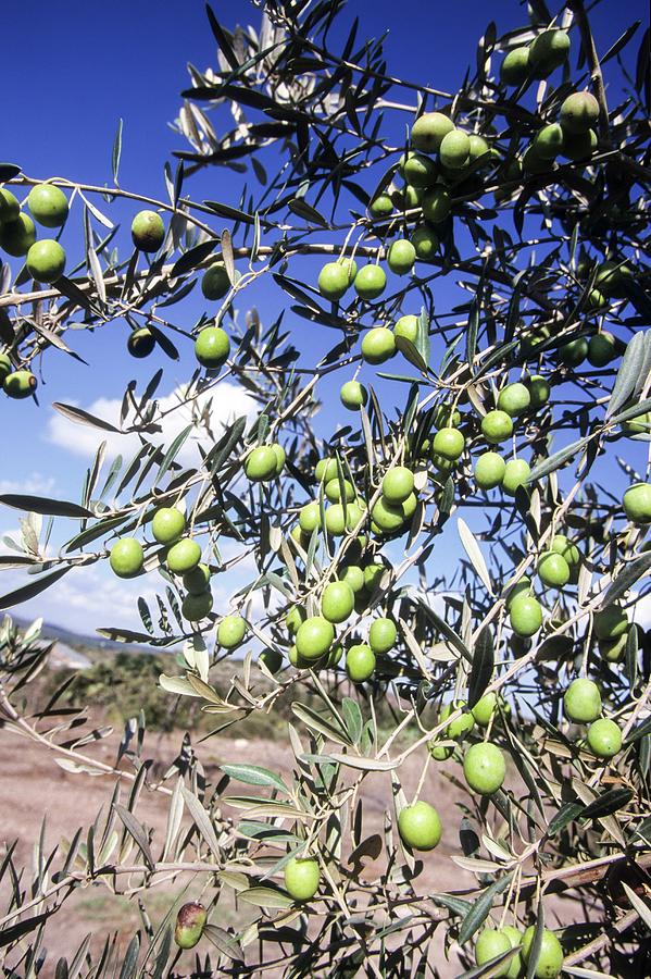 Olive Tree Photograph by Photostock-israel