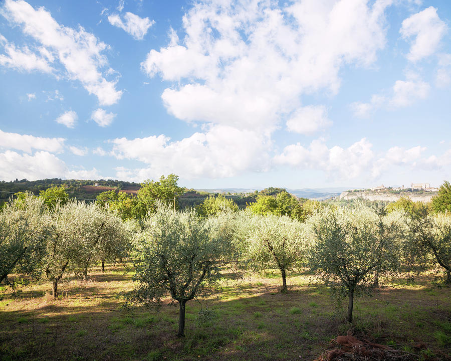 Olive Tree Plantation In Autumn, Umbria Photograph by Matteo Colombo