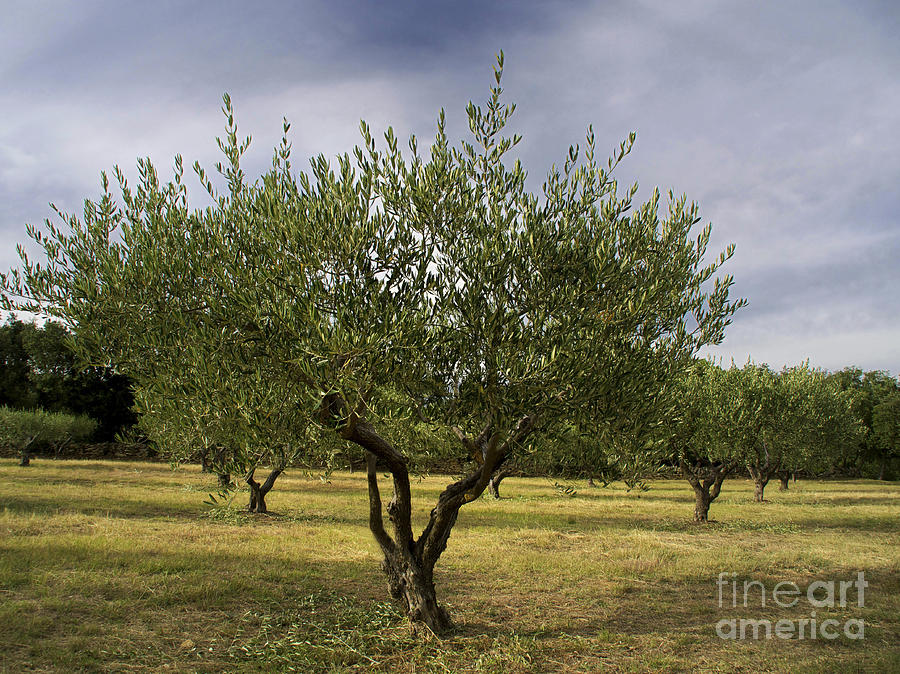 Tree Photograph - Olive tree. Provence. France by Bernard Jaubert