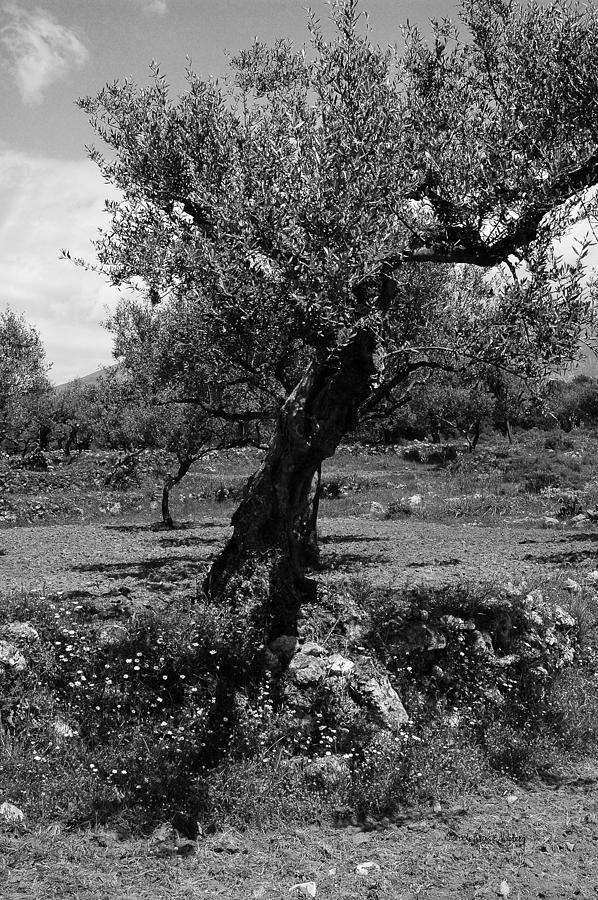 Olive Tree  Photograph by Randi Grace Nilsberg
