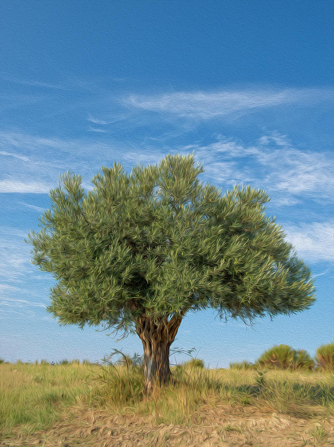 Olive Tree Painting Digital Art by Roy Pedersen