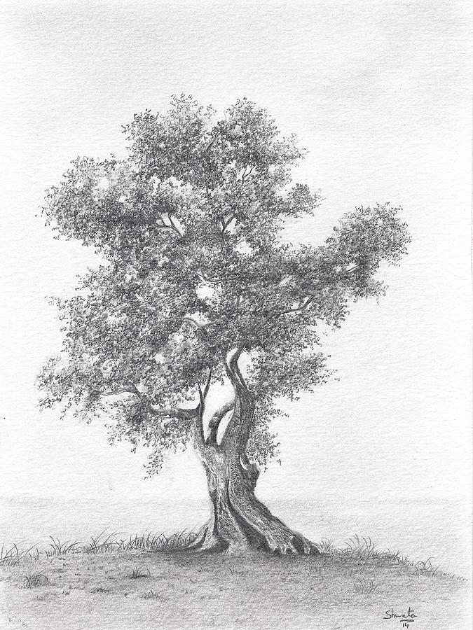 Olive tree Drawing by Shweta Mahajan Pixels