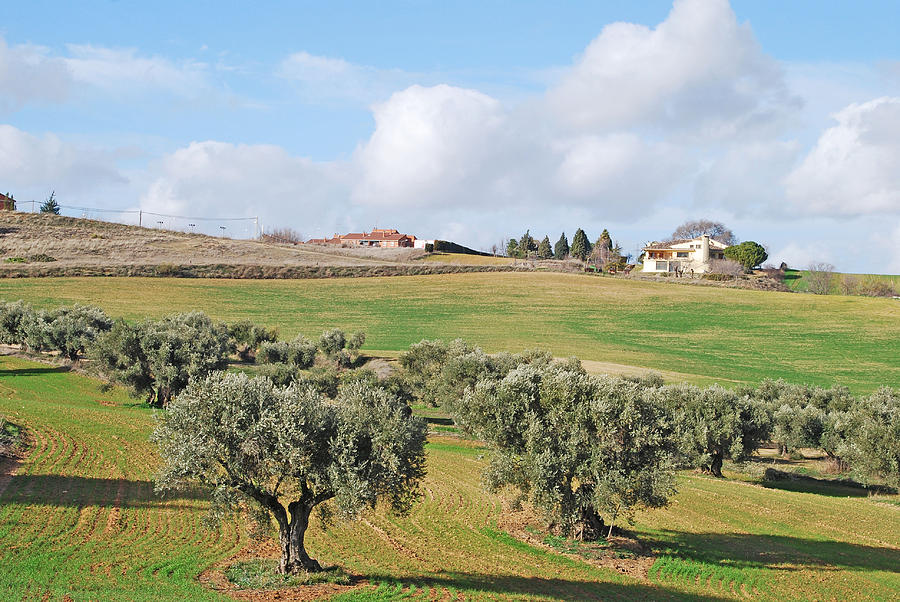 Olive Tree Spanish Landscape Photograph by Ankya Klay