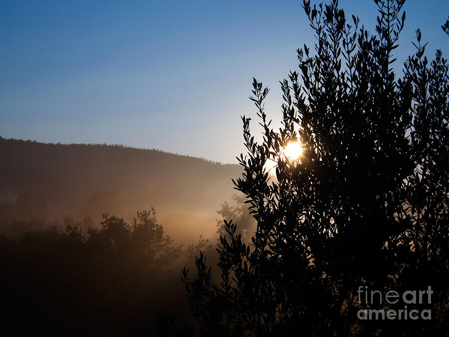 Sunset Photograph - Olive Tree by Tim Holt