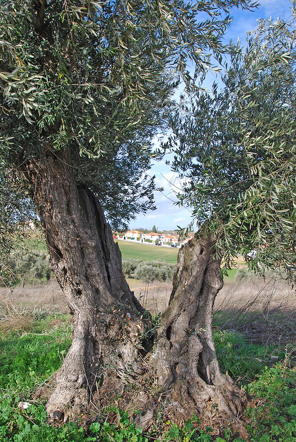 Olive Tree Vista Photograph by Ankya Klay