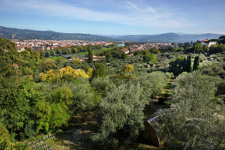Olive Trees And Cityscape Of Florence Photograph by Allan Baxter