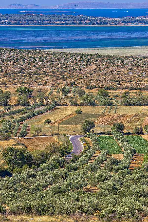 Olive trees grove and Vrana lake Photograph by Brch Photography