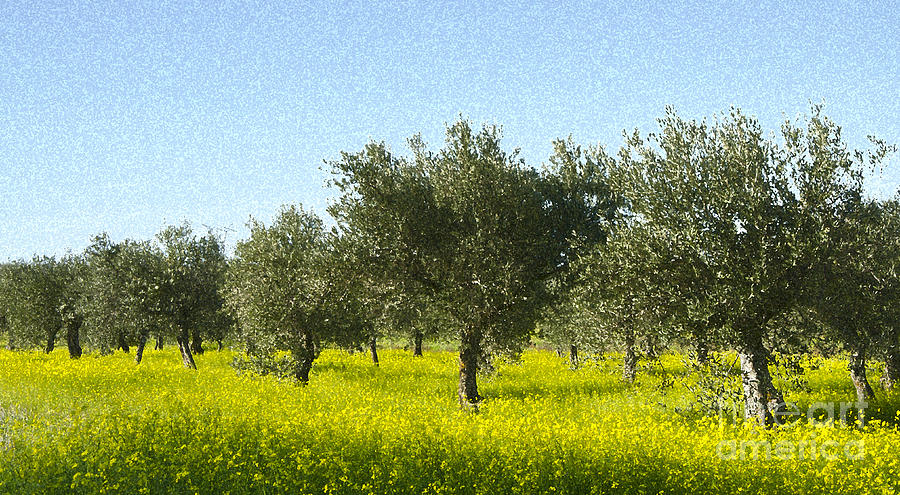 Olive trees in a prairie Photograph by Perry Van Munster