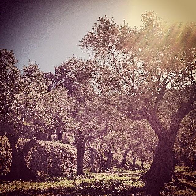 Nature Photograph - #olive #trees In #mallorca #balearic by Balearic Discovery
