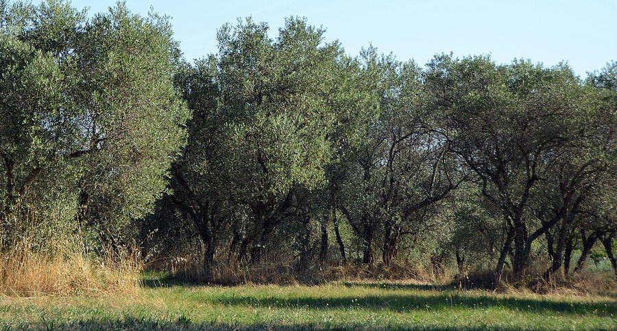 Olive Trees of Provence Photograph by Carla Parris