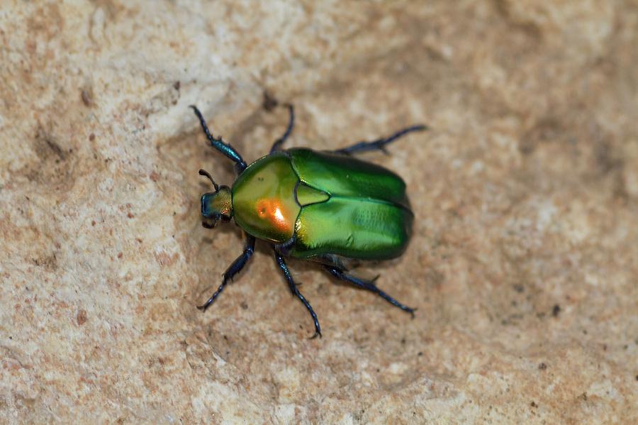 Olivegreen Flower Chafer Photograph by Photostock-israel