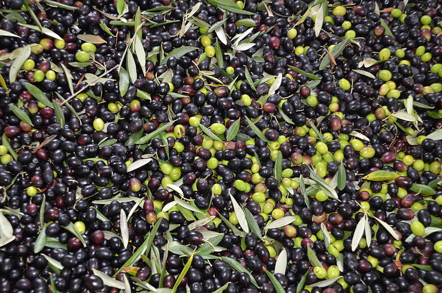 Olives harvest Photograph by Dany Lison