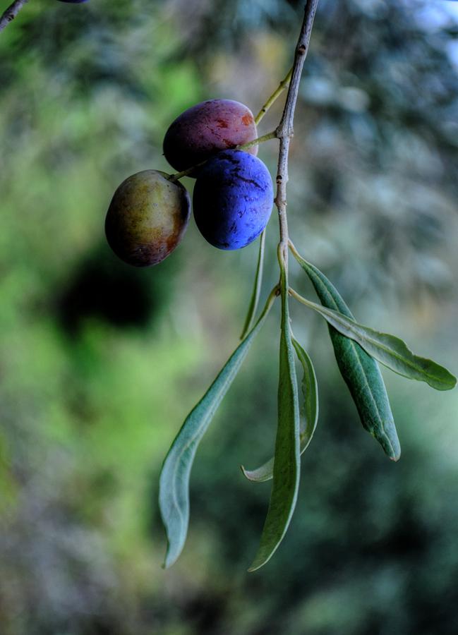 Nature Photograph - Olives Home... by Dini Papavasileiou
