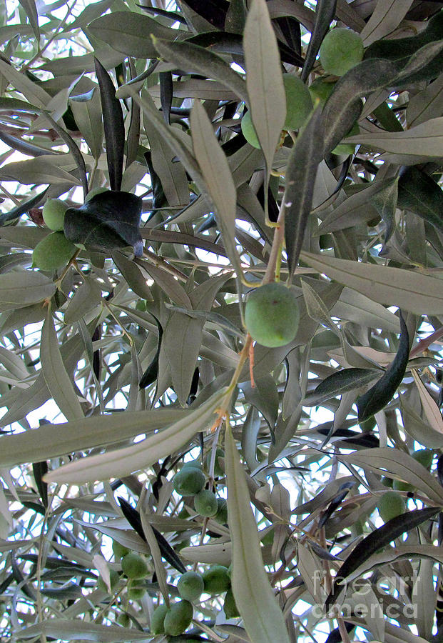Olive Photograph - Olives of the Mediterrenean by Tina M Wenger