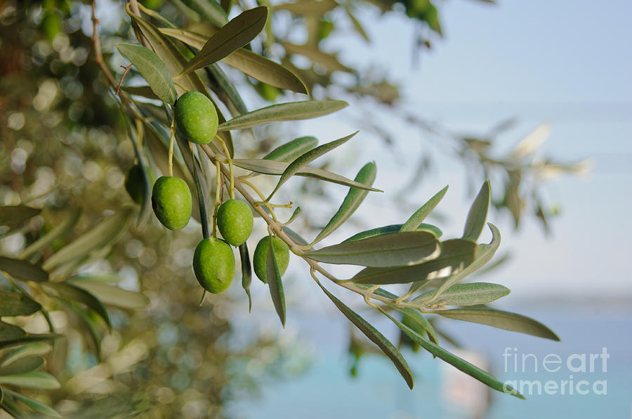 Agriculture Photograph - Olives on olive tree by Andrey Tovstyzhenko