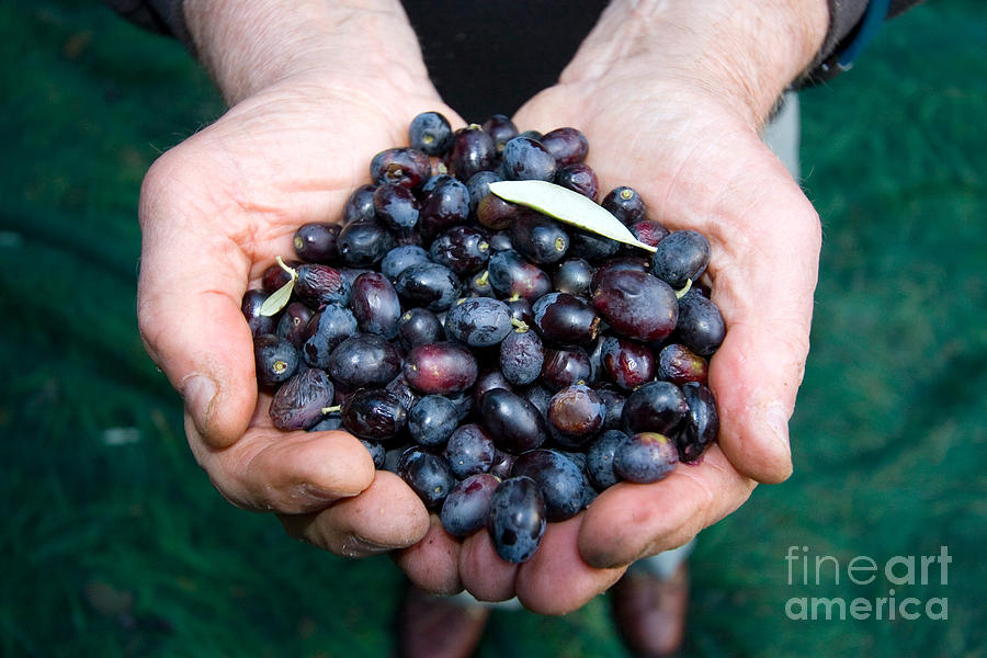 Fruit Photograph - Olives by Tim Holt