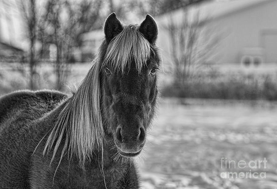 Olivias Horse Black and White Photograph by David Arment