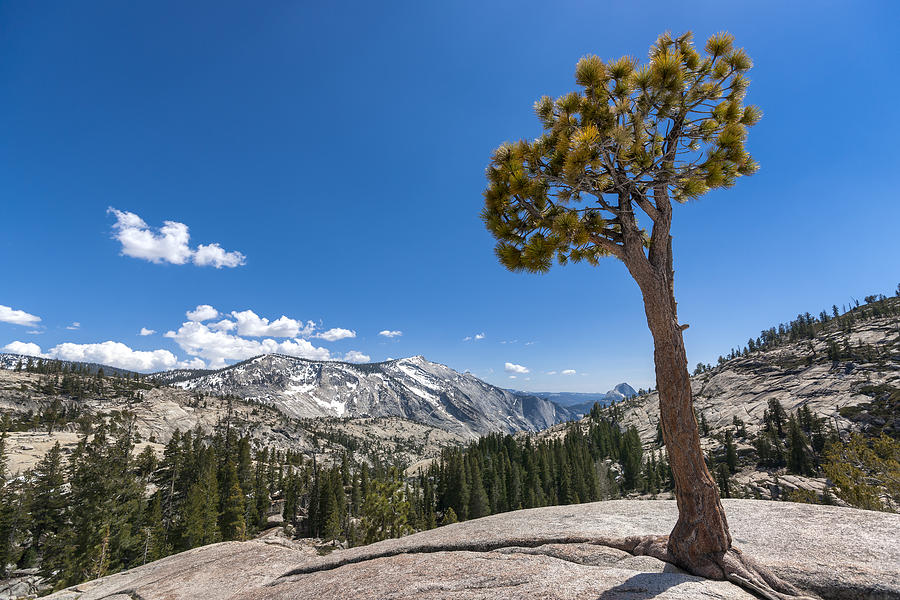 Yosemite National Park Pastel - Olmsted point Yosemite by Francesco Emanuele Carucci