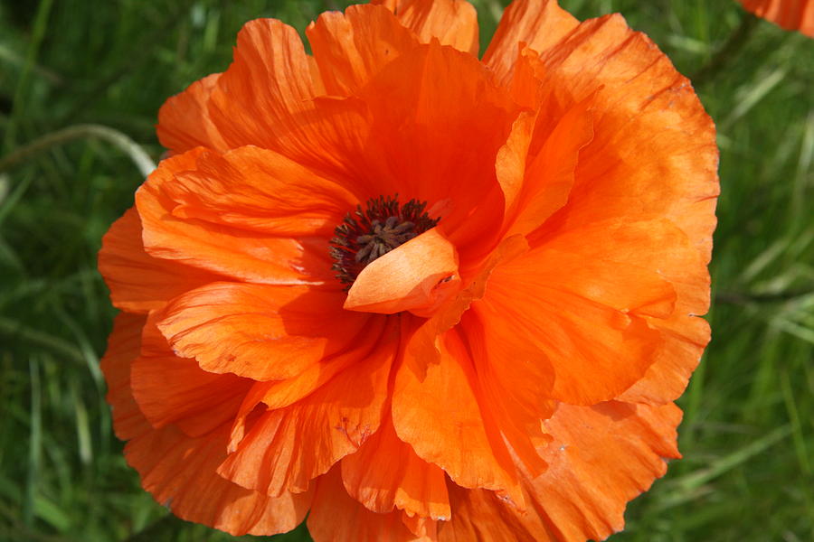 Olympia Orange Poppy Photograph by Christiane Schulze Art And Photography