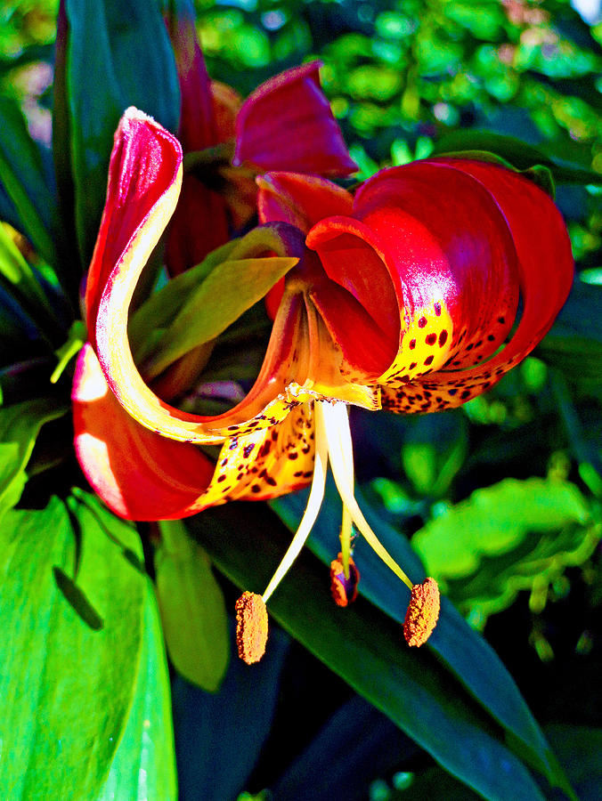 Olympia Tiger Lily Photograph by Robert Meyers-Lussier - Fine Art America