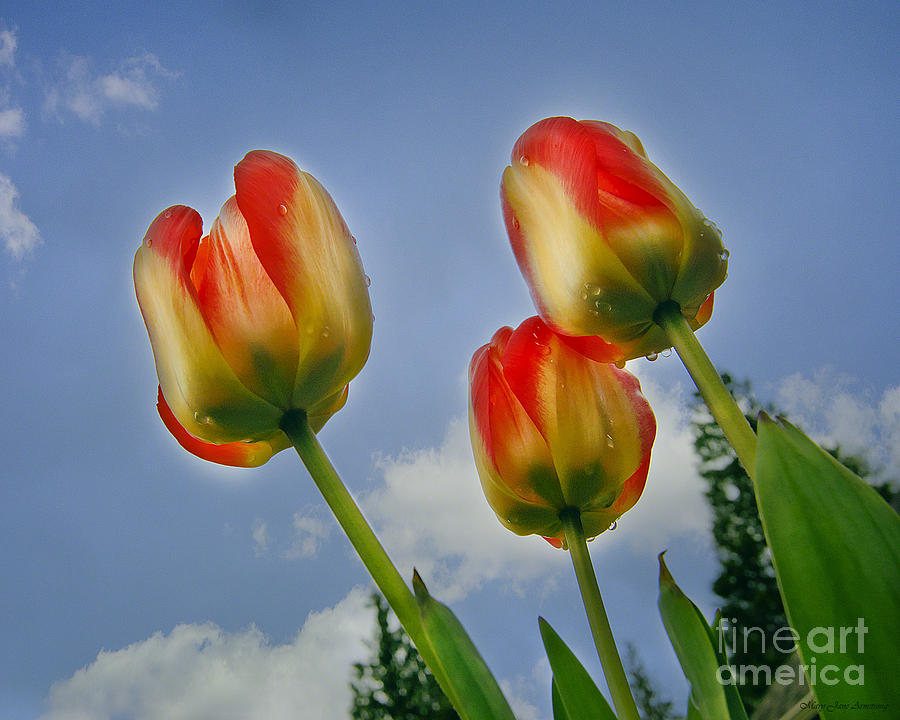 Olympic Flame Tulips Photograph by Mary Jane Armstrong