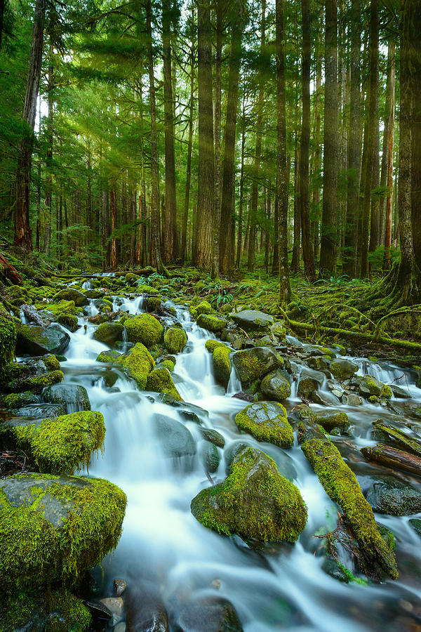 Olympic National Park Photograph - Olympic Green by Dan Mihai