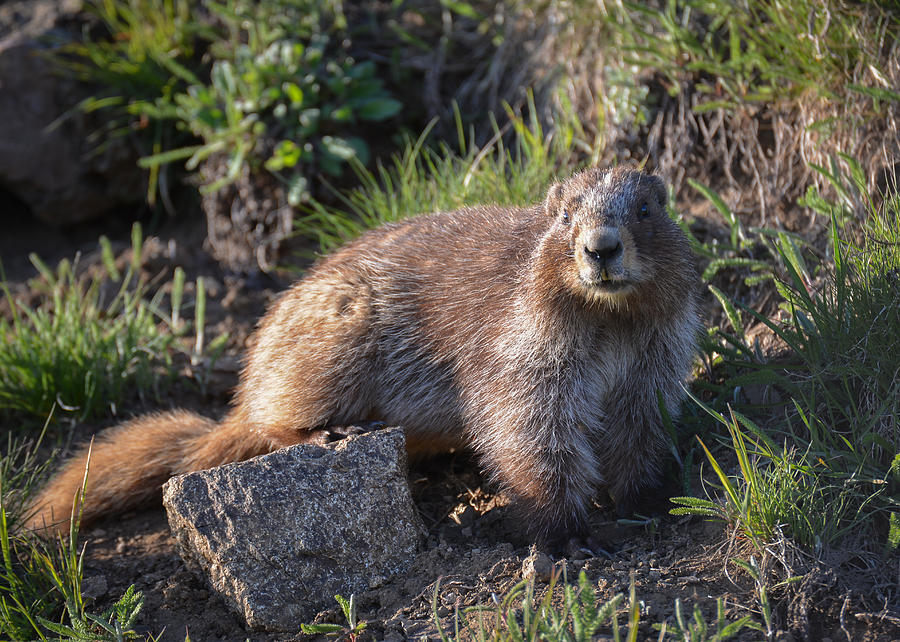Olympic Marmot Photograph by Ronda Broatch