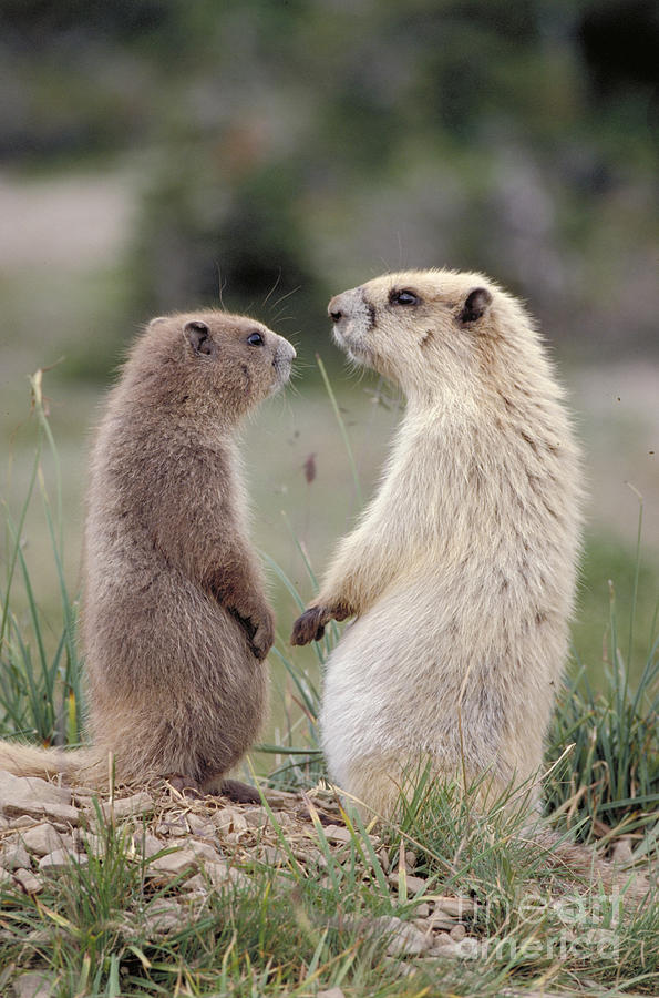 Olympic Marmots Photograph by Art Wolfe