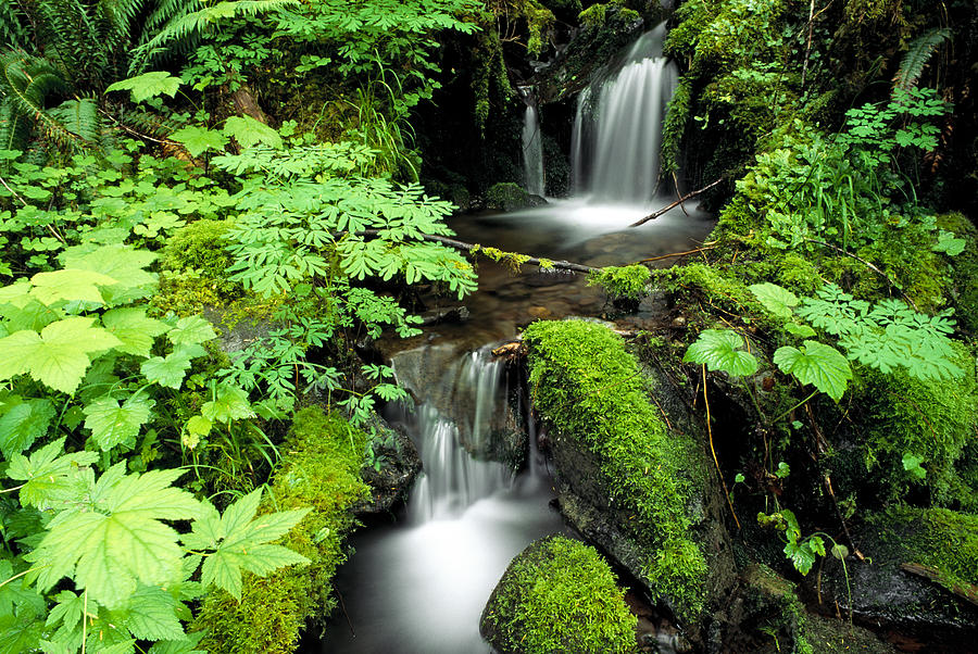 Olympic Rain Forest Photograph By Russ Bishop