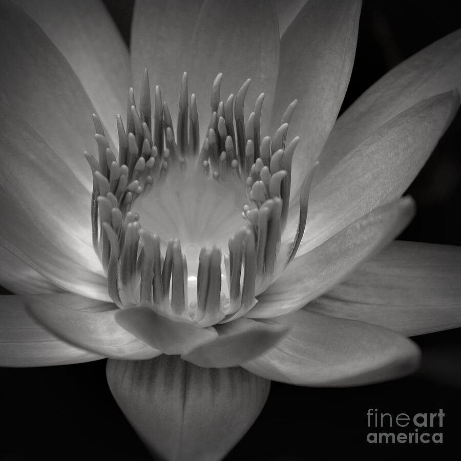 Black And White Photograph - Om Mani Padme Hum Hail to the Jewel in the Lotus by Sharon Mau
