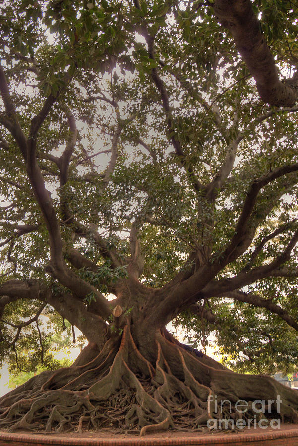 Дерево омбу фото
