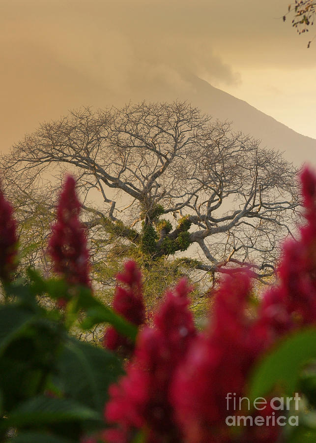 Ometepe Island Nicaragua 4 Photograph by Rudi Prott