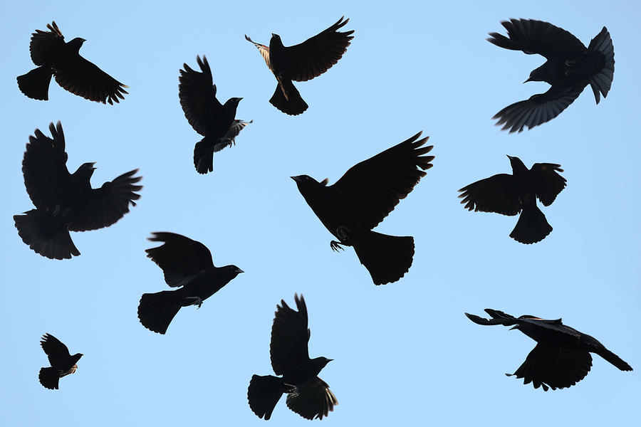 Ominous Black Birds Silhouetted on Blue Sky; Redwing Blackbirds Photograph by JamesBrey