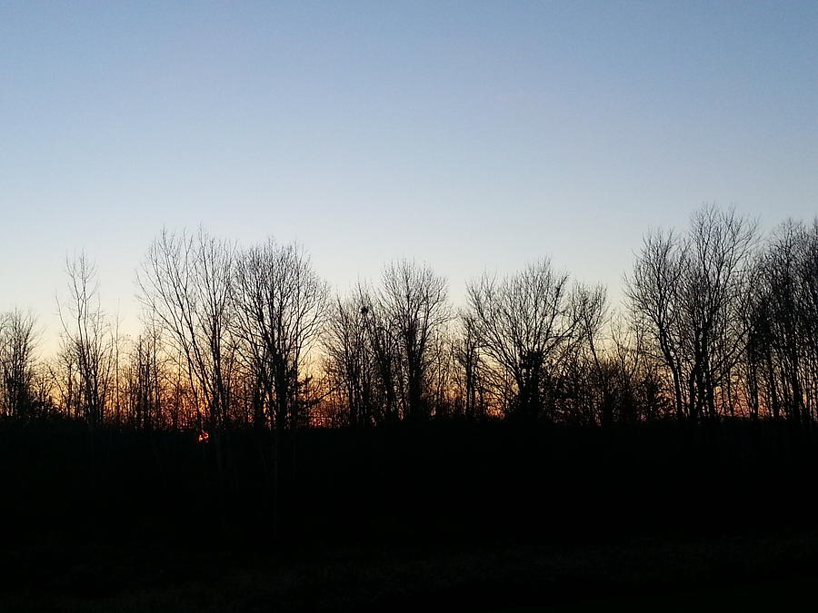 Ominous Trees Photograph by Amanda Edwards - Fine Art America