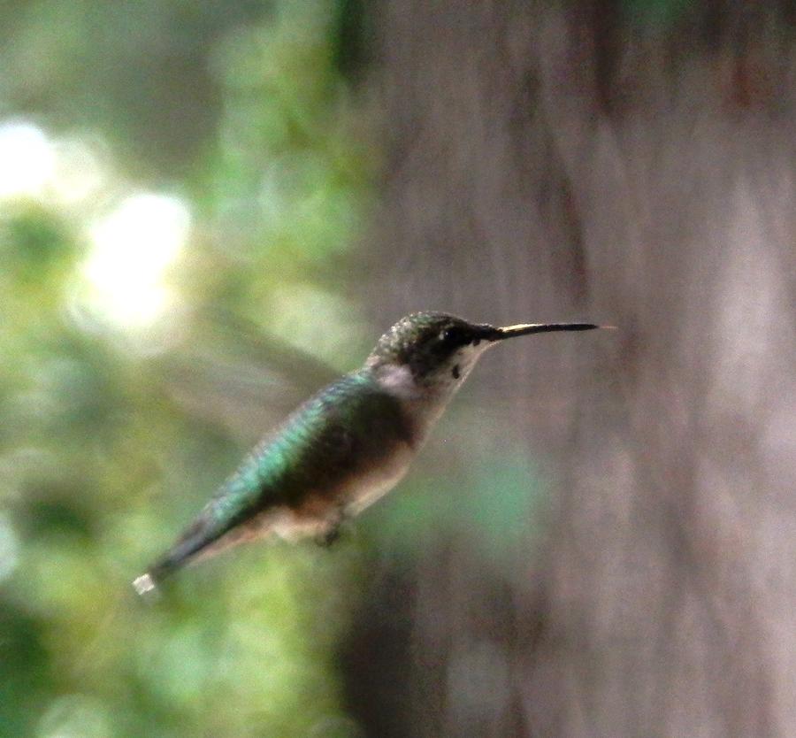 Hummingbird On A Mission Photograph by Belinda Lee