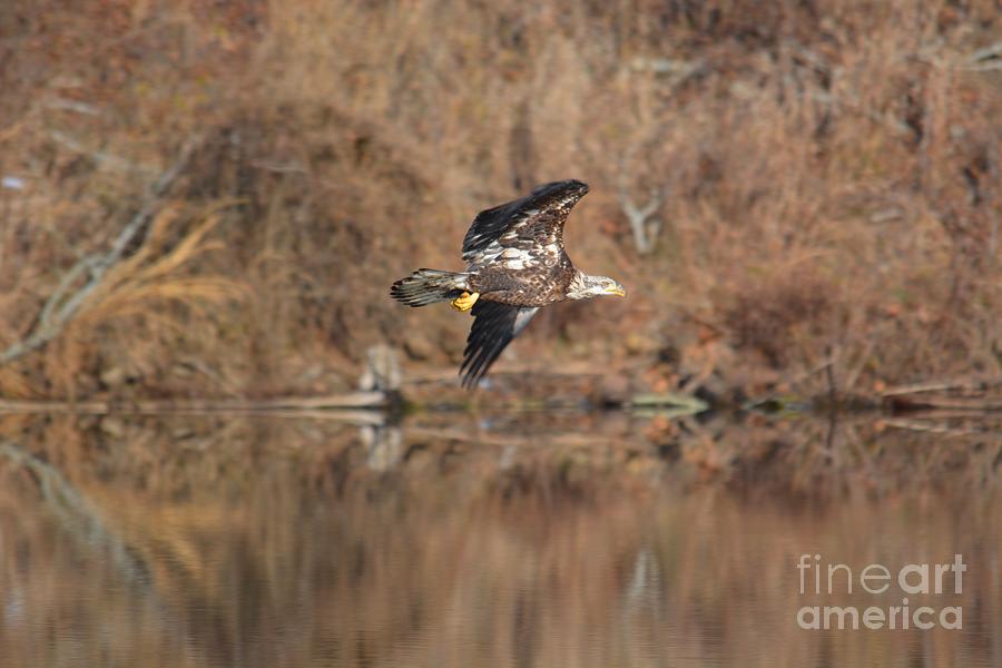 Eagle Photograph - On a Mission by Deanna Cagle