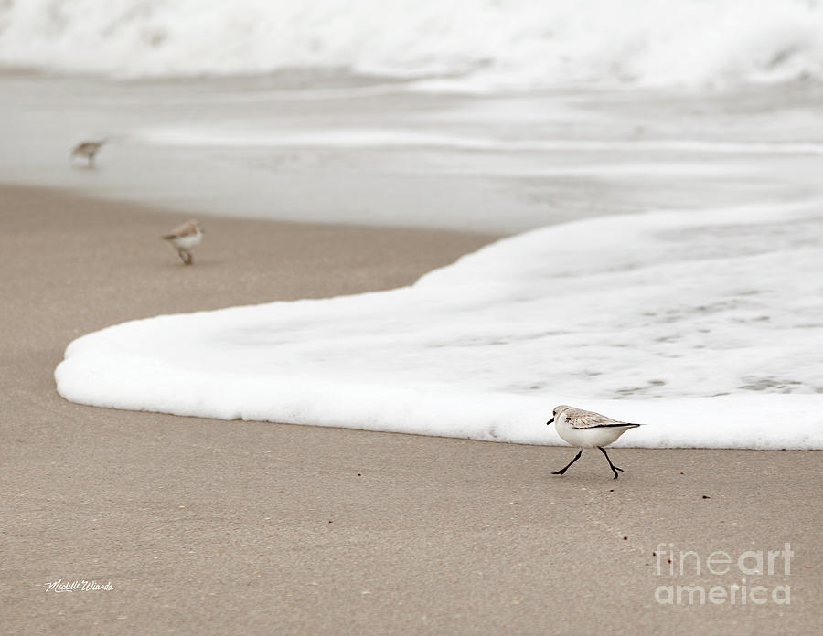 Bird Photograph - On a Mission by Michelle Constantine