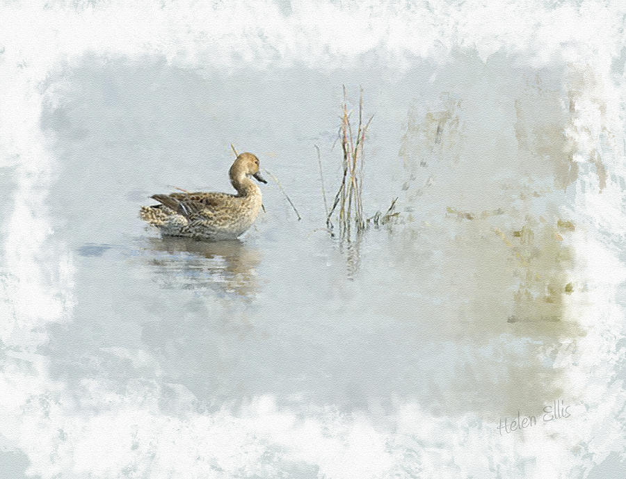 Duck Photograph - On A Misty Lake by Helen Ellis