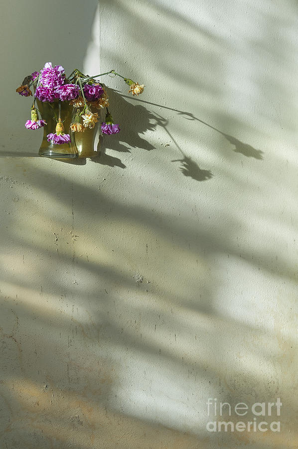 Daisy Photograph - On a Wall by Svetlana Sewell