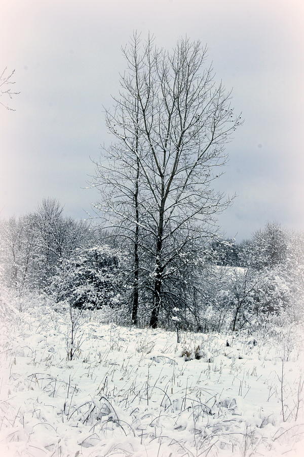 Winter Photograph - On A Winters Day by Kay Novy