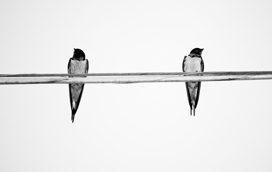 Bird Photograph - On a Wire by Nichole Carpenter